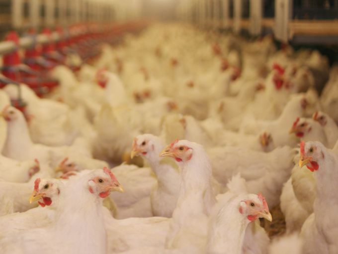 Betaine in poultry feed （Healthy）