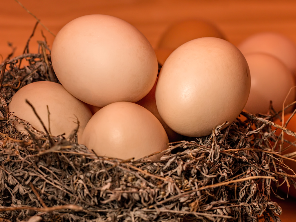 Discovery betaine methionine synthesis in Laying Hen Feed（Healthy）