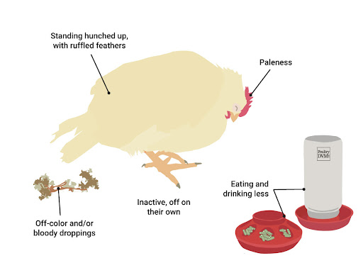 Betaine can resist coccidiosis of chicken(Healthy)