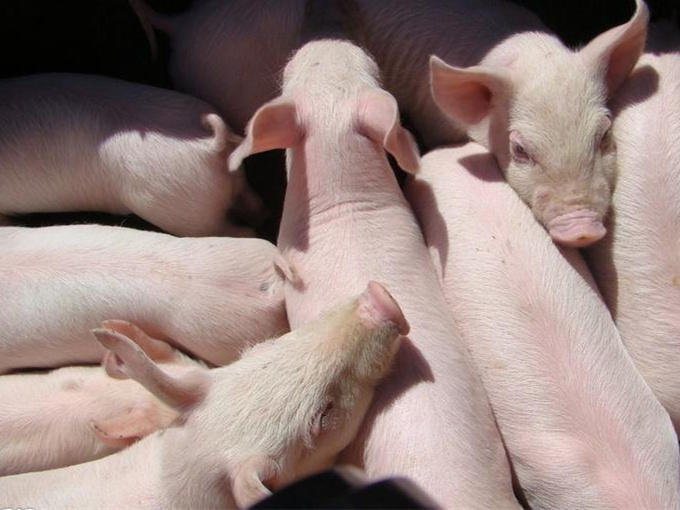 THE MECHANISM OF BETAINE ON PIGS
