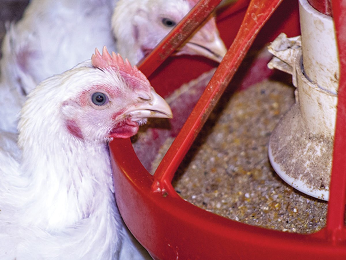 How does betaine function in broiler diets（Healthy）