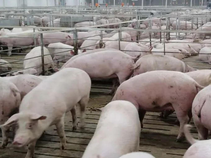BETAINE EFFECT IN PIG FEED