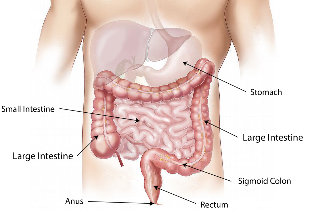 Effect mechanism of betaine on human body