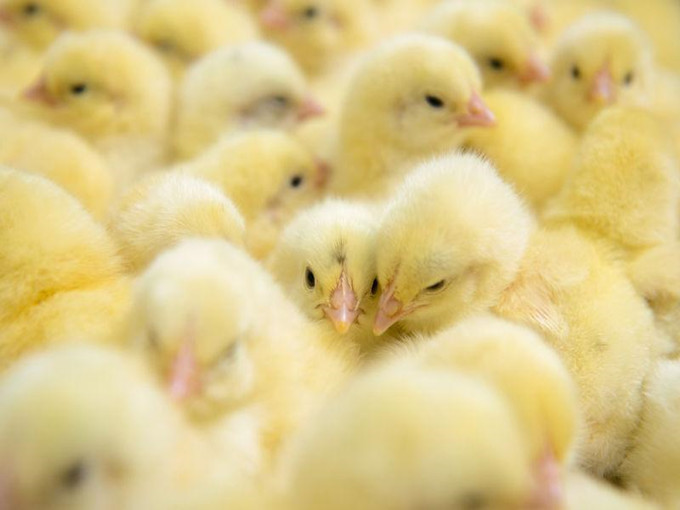 Anti-stress effects of betaine in poultry(Healthy)