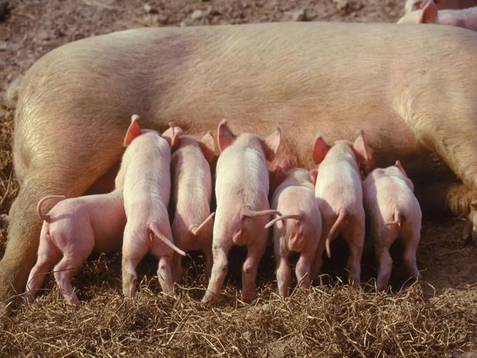 WHAT ARE THE BENEFITS OF BREEDING PIGS WITH BETAINE?