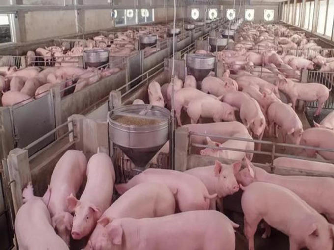 THE USE OF BETAINE IN PIGLETS, FATTENING PIGS AND BREEDING PIGS