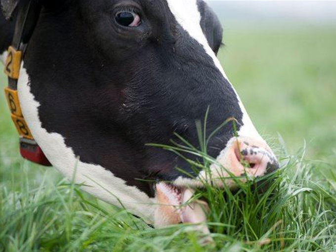 Near infrared spectroscopy to better measure nutrient content of herbage(healthy)