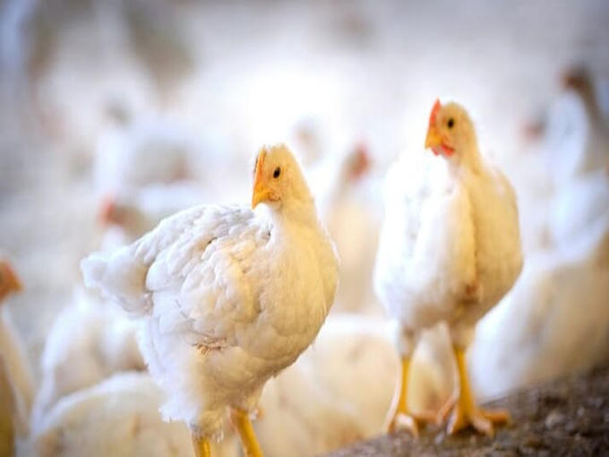 FEED WITH BETAINE COULD HELP POULTRY TO RESIST STRESS