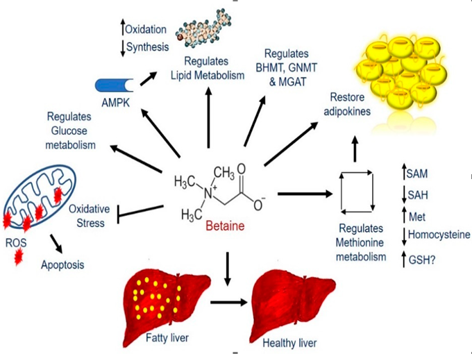 The addition of betaine in feed is beneficial to lipolysis(healthy)