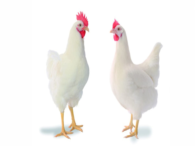 BETAINE CAN PROTECT AGAINST COCCIDIOSIS AND PROTECT VITAMINS