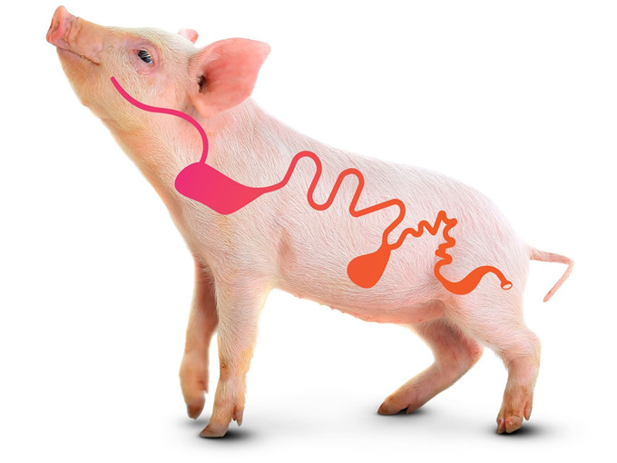 What is the use of betaine in pigs