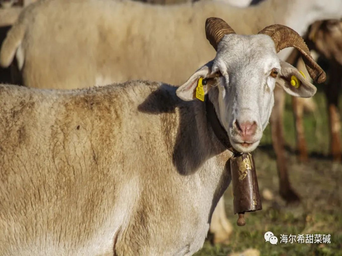 Is glycine betaine as ruminant additives really useful?