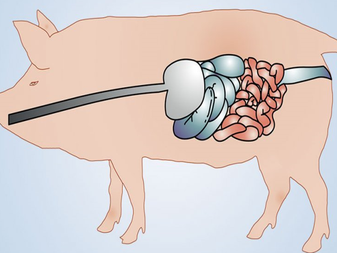How betaine is benefit for the pig gut