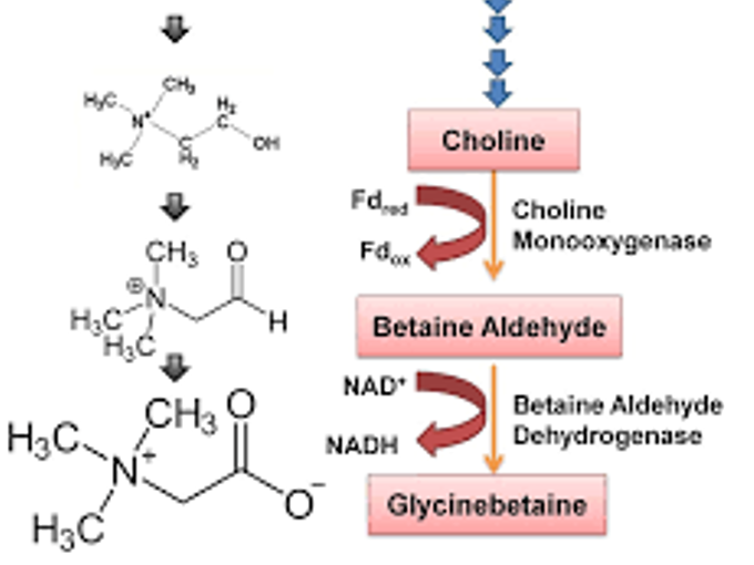 Betaine relieves the stress response