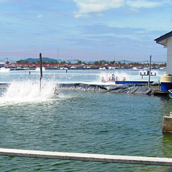 betaine for aquatic