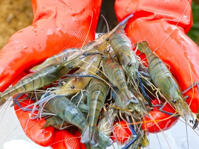 Betaine can attract feeding and anti-stress in aquaculture feed