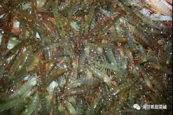 shrimp food intake