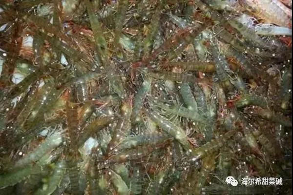 shrimp food intake