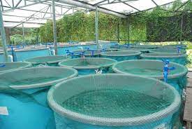betaine for feed attractant