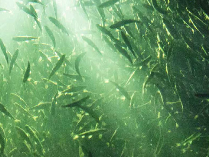 Is the effect good that add betaine in aquatic feed?