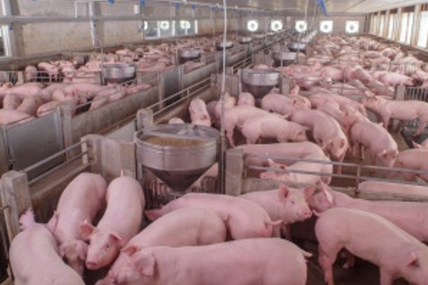 Betaine for Pig Feeding
