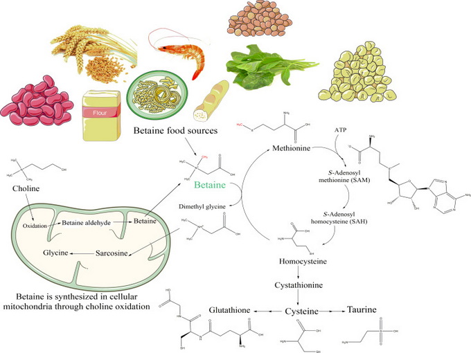 The mechanism of betaine(Healthy)