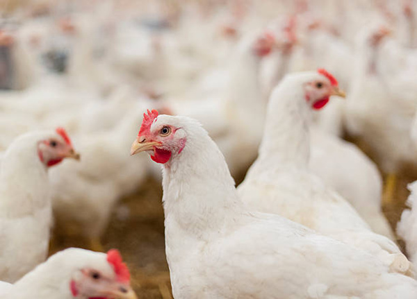 poultry betaine hcl