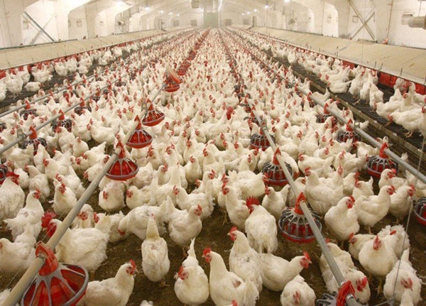 poultry betaine hcl