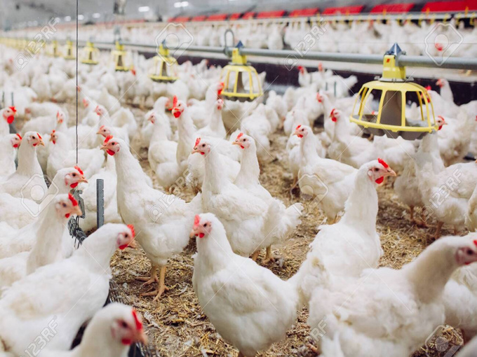 Betaine effect in poultry feed