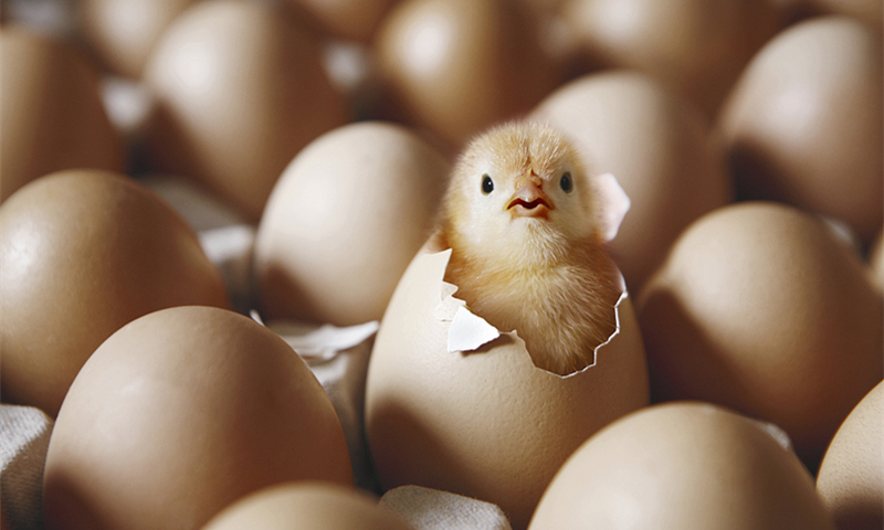 poultry betaine hcl