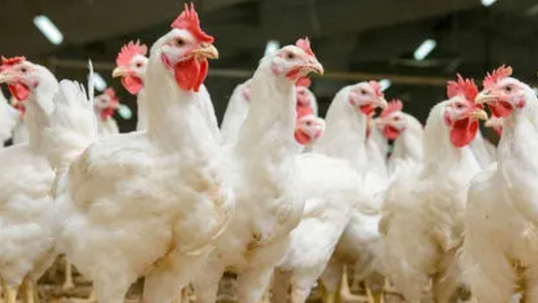 Betaine In poultry Feed