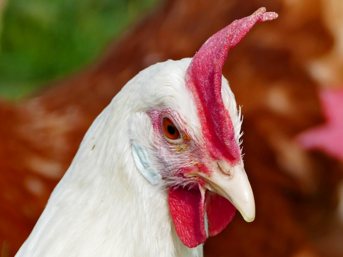 Mechanism of methyl metabolism by betaine in poultry(Healthy)
