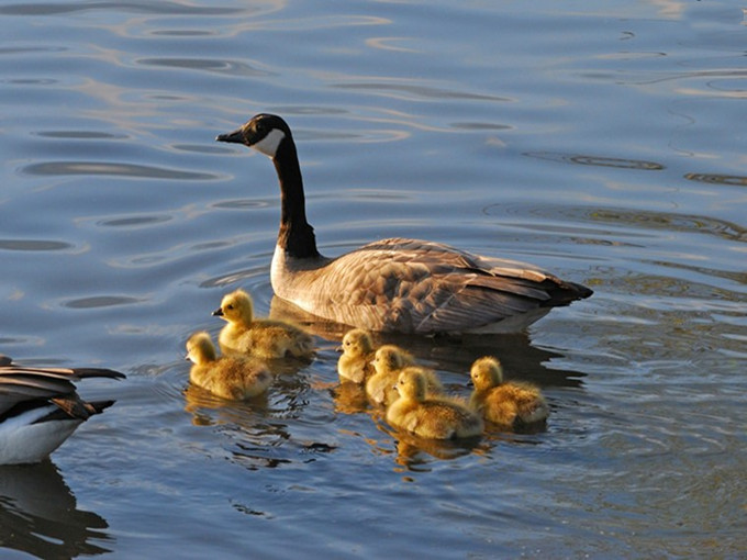 The effect of betaine in livestock and poultry breeding