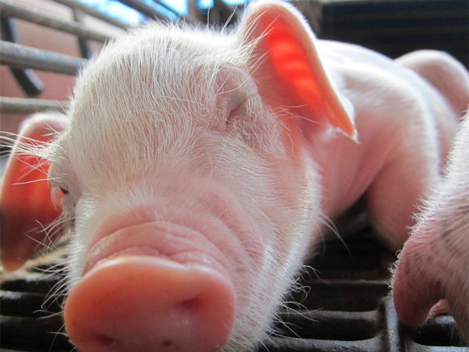 Role of betaine in sows after weaning