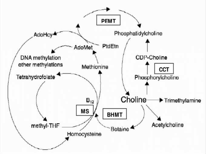 Relationship between betaine and vitamin (Healthy)