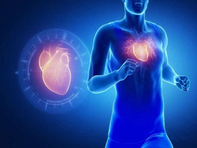The Functions of L-carnitine