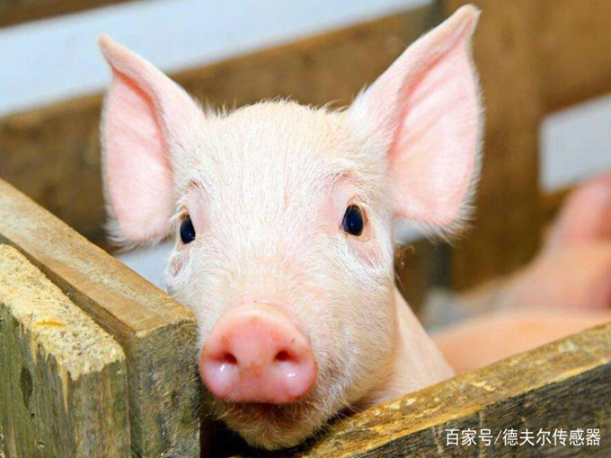 Nutritional effects of betaine on animals