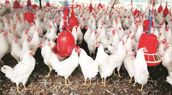 feed grade choline chloride