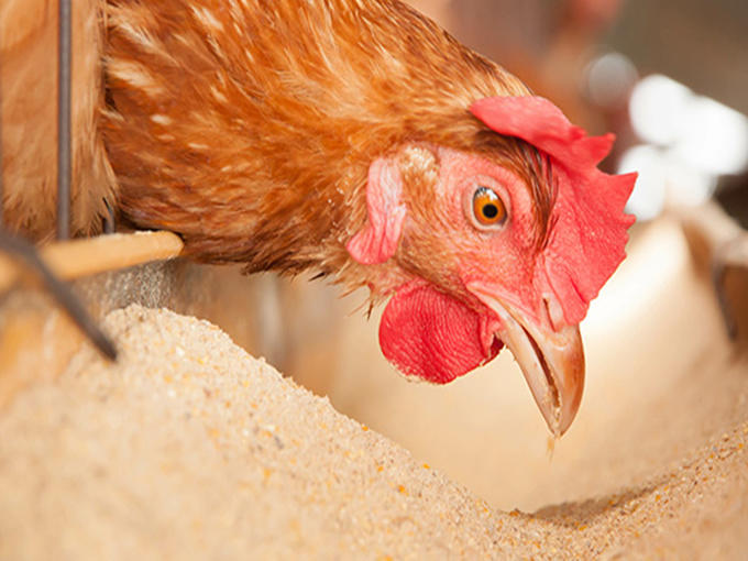 Action mechanism of betaine against chicken coccidiosis
