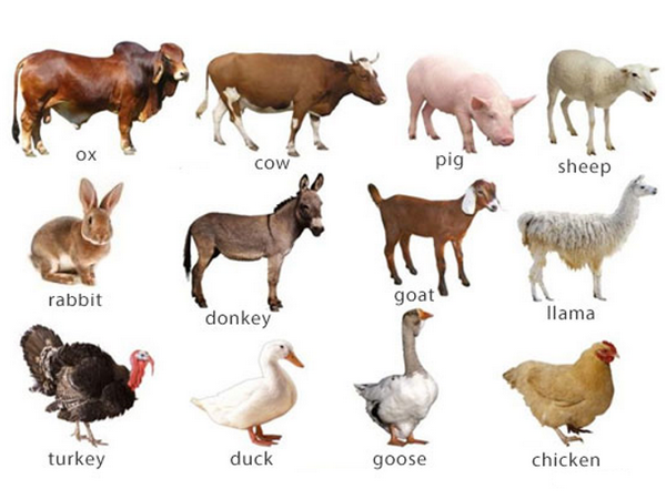 Betaine in Animal Husbandary