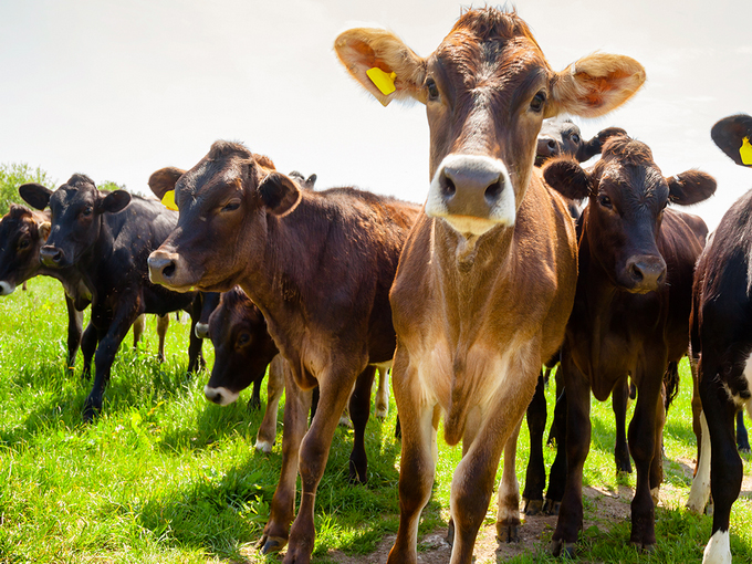 The role of betaine in cattle and sheep