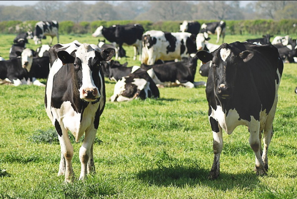 Betaine for cattle feed