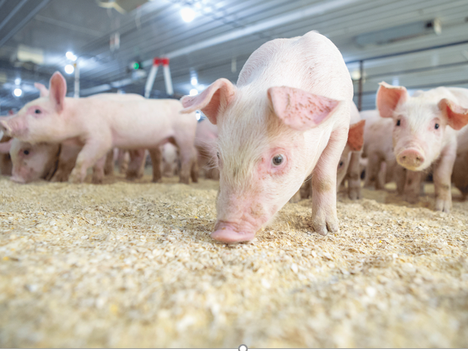 Effect of betaine on feeding Suckling pig (Healthy)