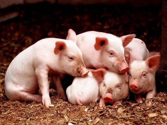 Application effect of betaine in all kinds of pigs