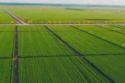 Agricultural Betaine Expanded Fruit: A Revolutionary Technology to Unlock the Potential of Agriculture