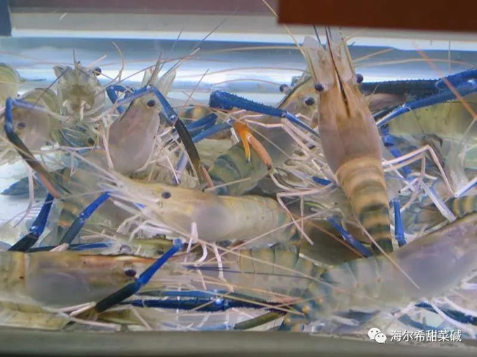 Effects of betaine in shrimp feed
