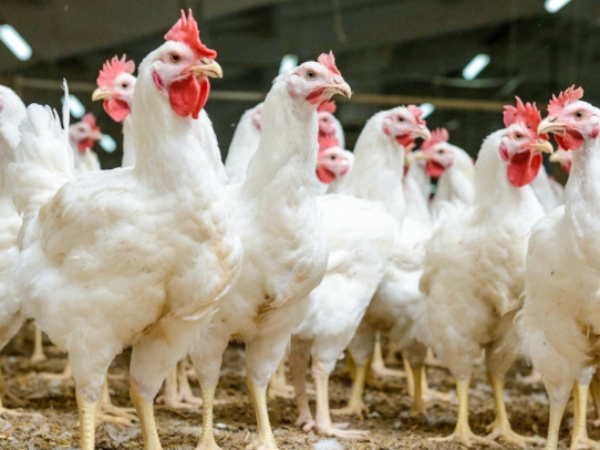 L-Carnitine Feed Supplement: The Secret Weapon for Enhancing Animal Growth and Health