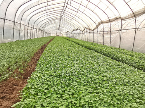 What is Compound Betaine