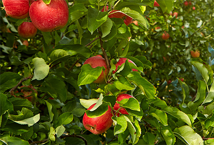 Antioxidant Properties of Glycine Betaine