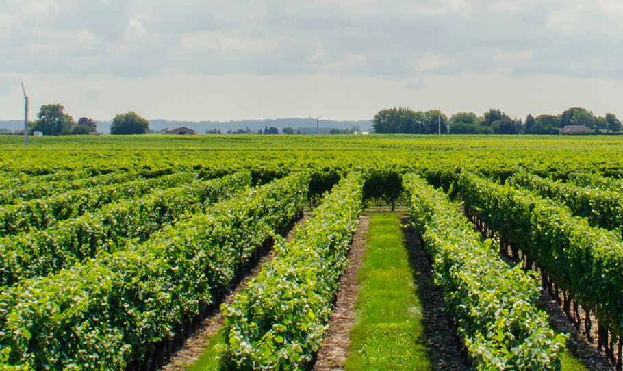 Enhancing plant resistance: the magic effect of agricultural-grade betaine